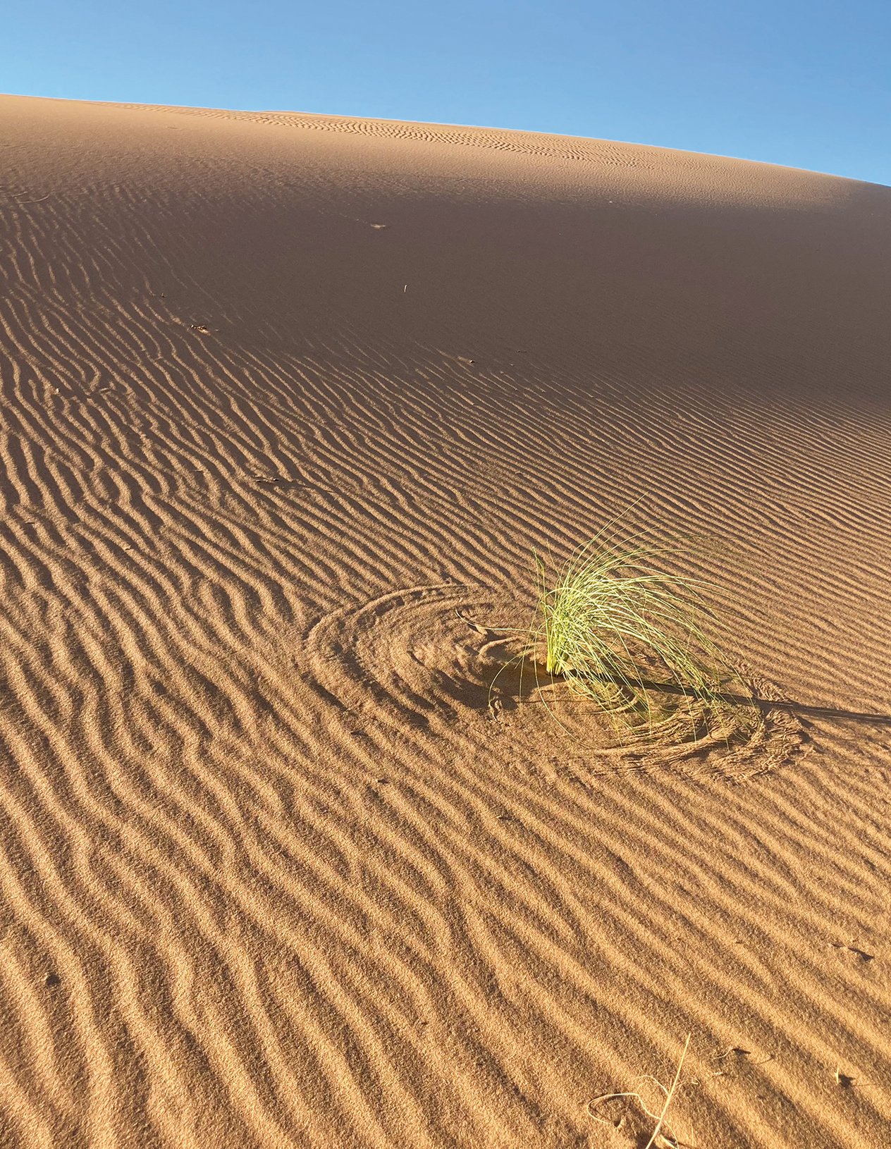 pinta cresce nel deserto