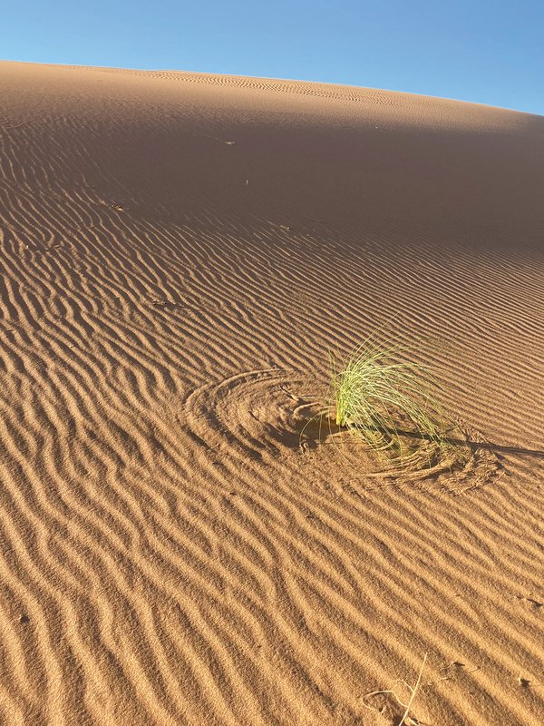 pinta cresce nel deserto