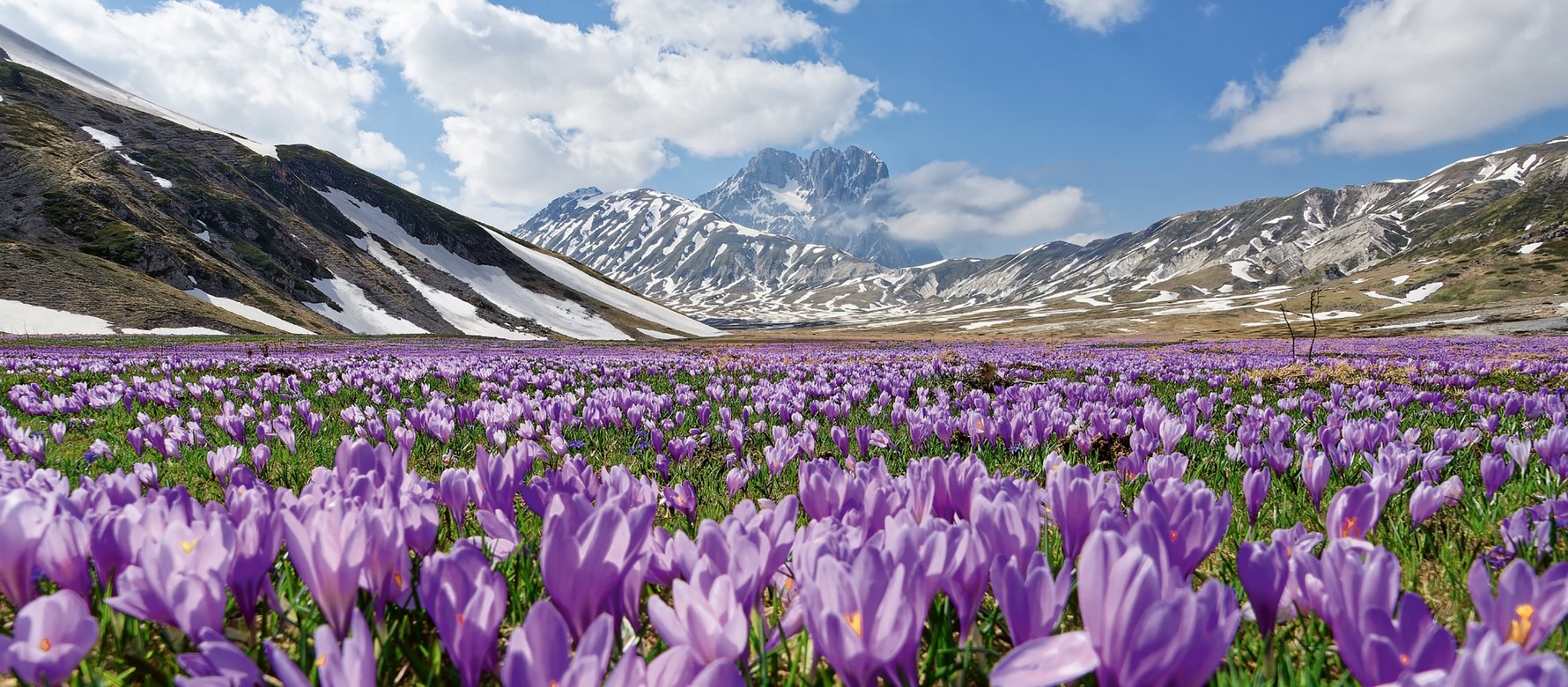 panorama appenninico con fiori in primo piano