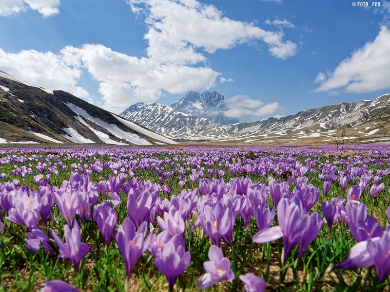 panorama appenninico con fiori in primo piano